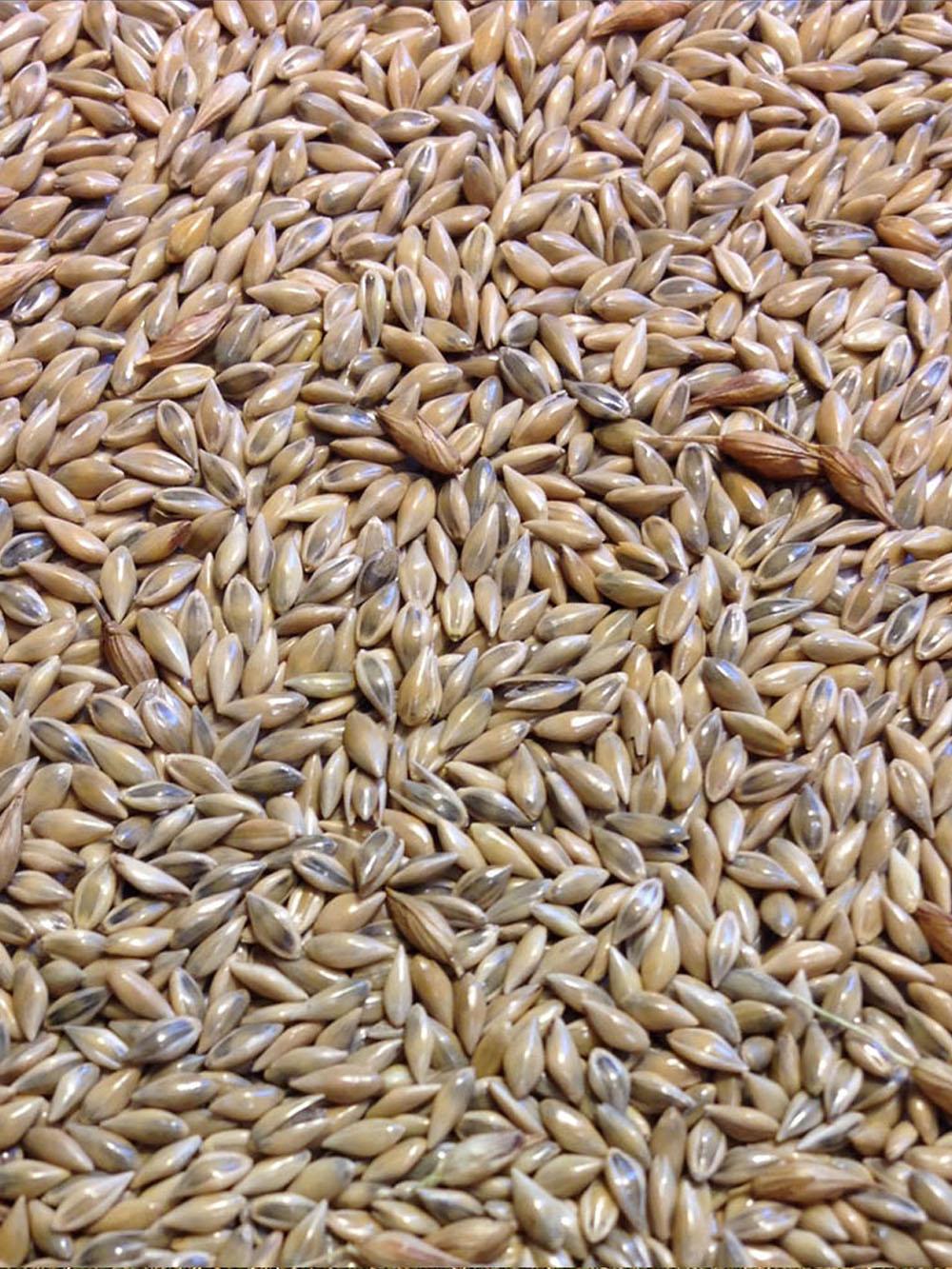 Dacotah Switchgrass
